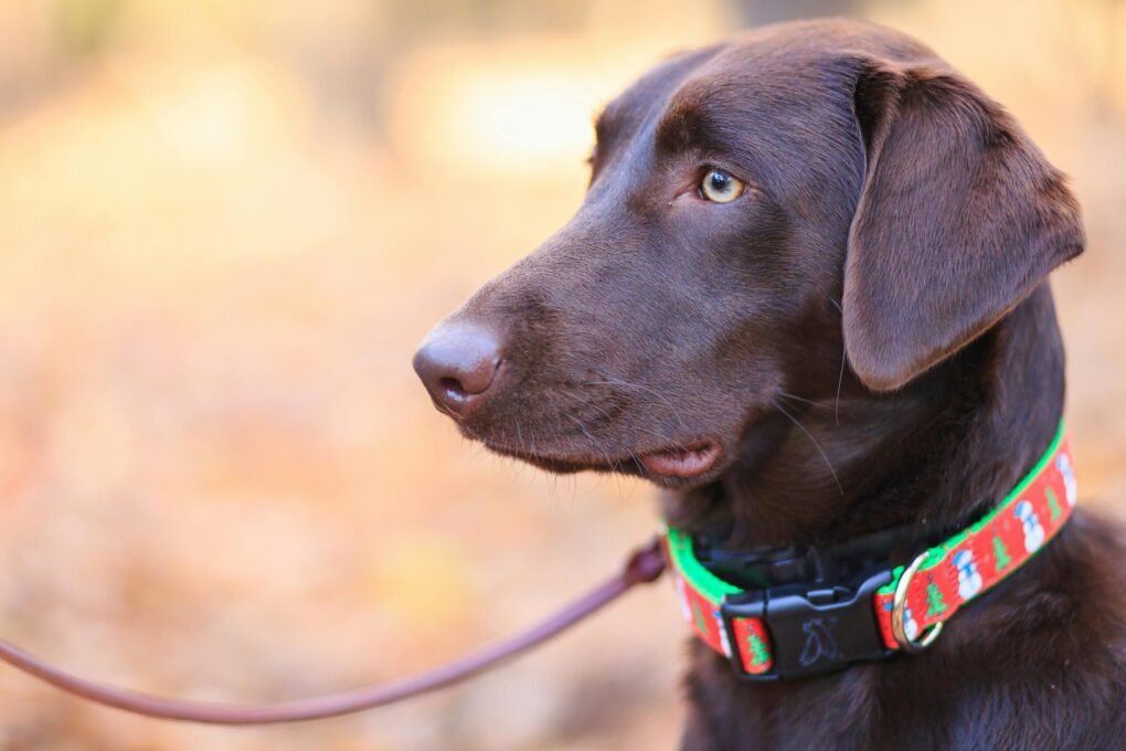 Raças de Cães que se Dão Melhor com Crianças