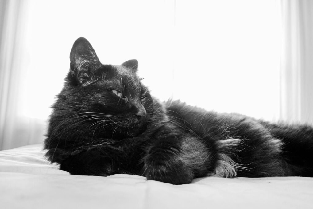 Gatos preto da azar