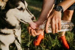  Como Cuidar do Seu Cachorro no Verão