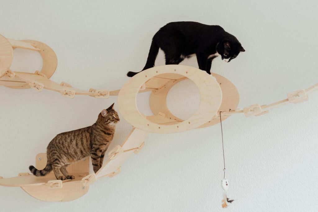 como-montar-um-enriquecimento-ambiental-para-gatos/