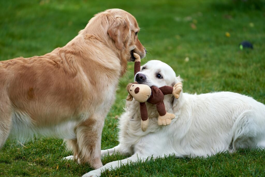 Golden Retriever 