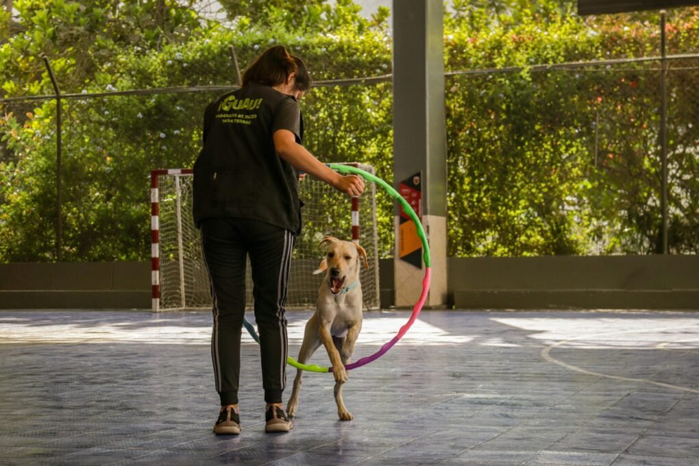Adestramento Canino: Técnicas Simples para Ensinar Seu Cachorro em Casa
