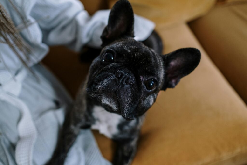 Bulldog Francês