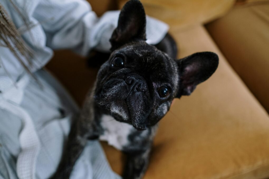 Bulldog Francês
