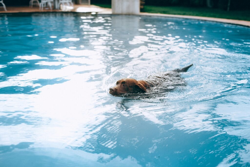 Como Cuidar do Seu Cachorro no Verão