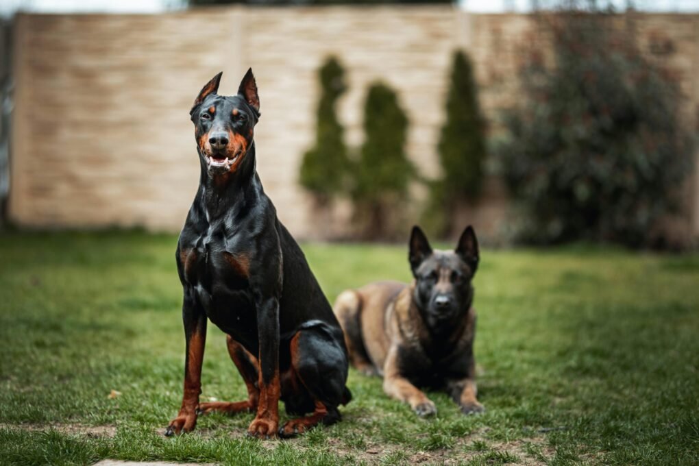 Cães de Guarda