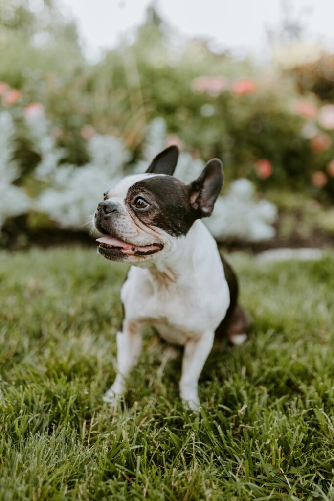 Bulldog Francês
