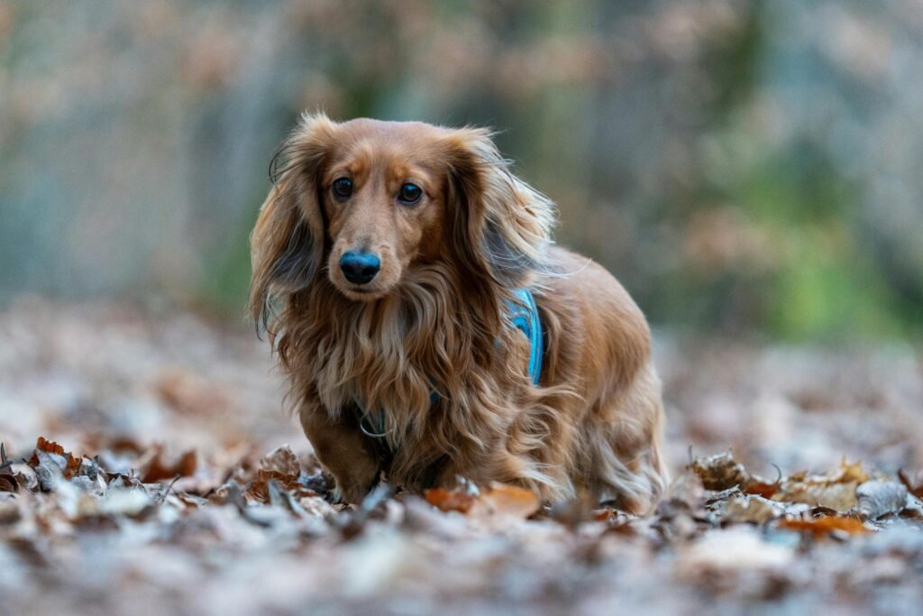 Dachshund (Salsicha)