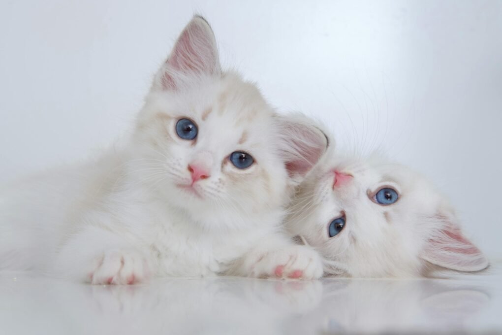 Como Cuidar de um Gato Filhote