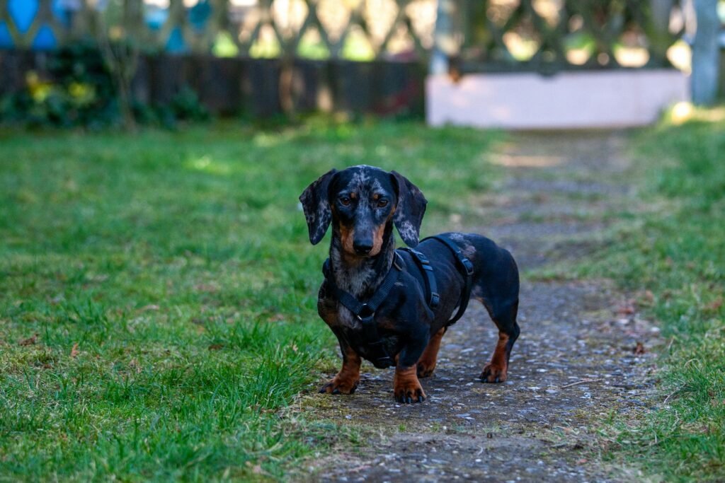 Dachshund (Salsicha)