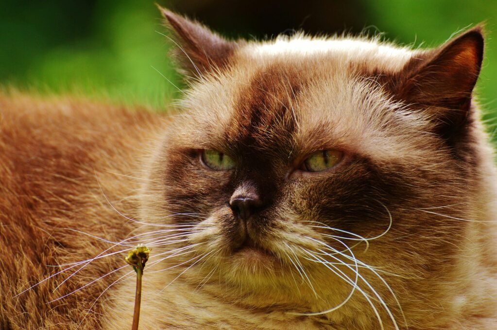 Raças de Gatos Mais Afetuosos