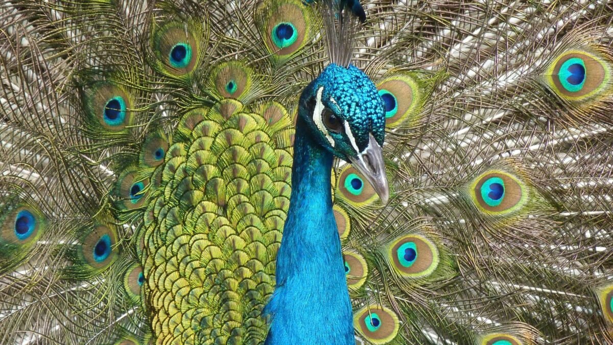 Ter um Pavão em Casa