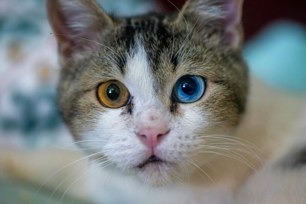 Como Cuidar de um Gato Filhote