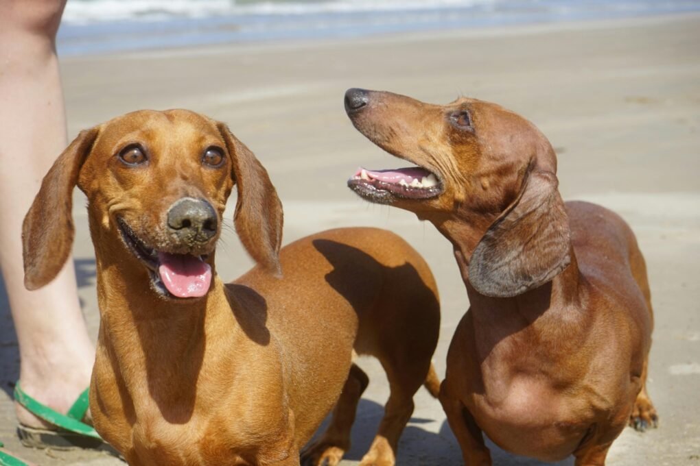 Dachshund (Salsicha)