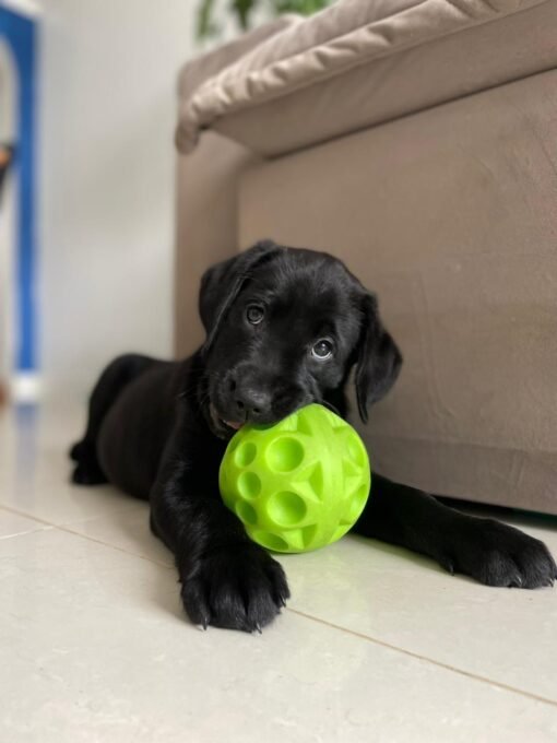 10 manias de Labrador