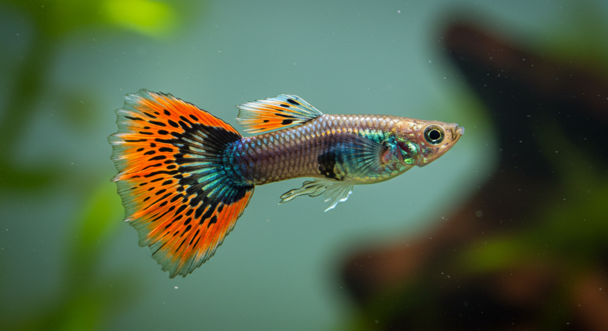 peixes ornamentais
